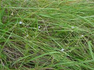 Myosotis ramosissima na lokalite Lontov